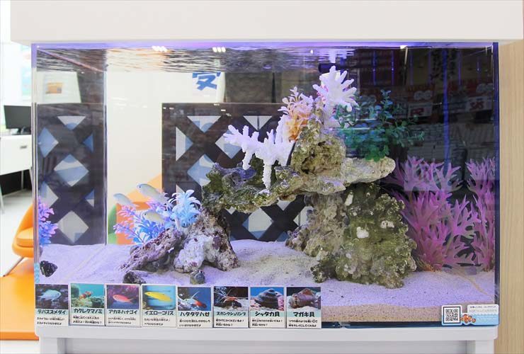 埼玉県 さいたま市 保険相談所 60cm海水魚水槽 設置事例 水槽画像2