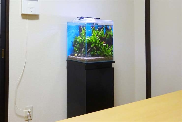 自宅のリビングに設置 30cm淡水魚水槽 お試し無料設置事例のサムネイル画像