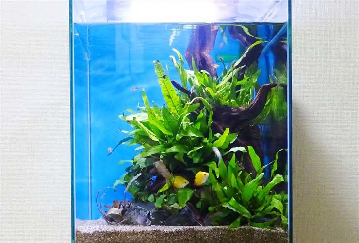 自宅のリビングに設置 30cm淡水魚水槽 お試し無料設置事例 水槽画像3