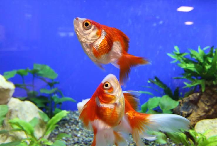 青い背景の水槽内を泳ぐ2匹の赤白の金魚と水草