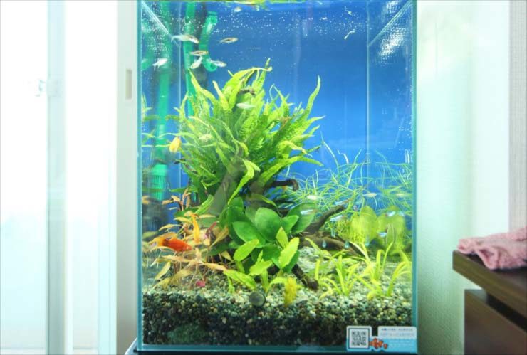 立川市 個人宅のリビング 30cm淡水魚水槽 お試し設置事例のサムネイル画像