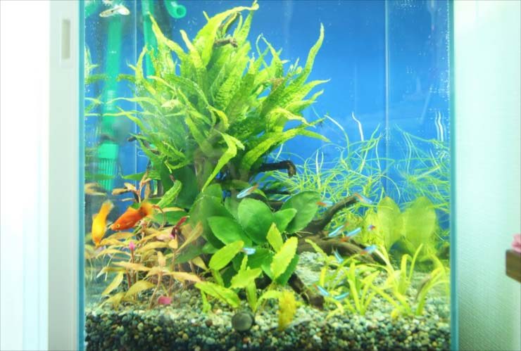 水草とネオンテトラの仲間が泳ぐ青い背景の水槽