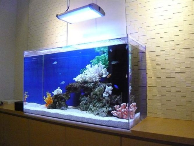 東京都世田谷区 クリニック様 90cm海水魚水槽 メンテナンス事例 メイン画像