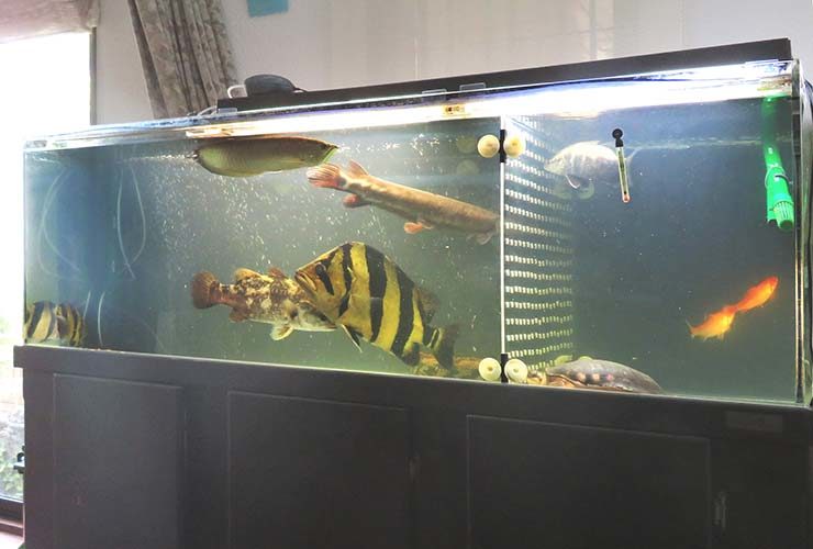 個人宅　リビング　大型古代魚水槽 スポットメンテナンス事例 水槽画像３