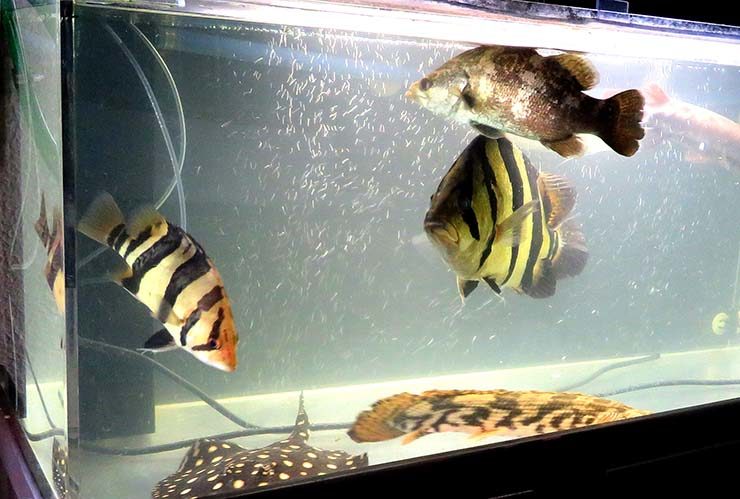 大型熱帯魚とエイが泳ぐエアレーション付きの水槽内景