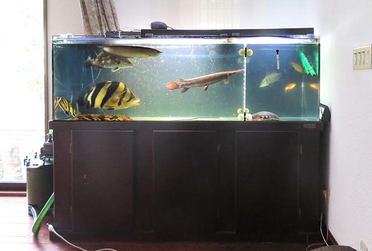 大型魚が泳ぐ黒い水槽台付きの大型水槽