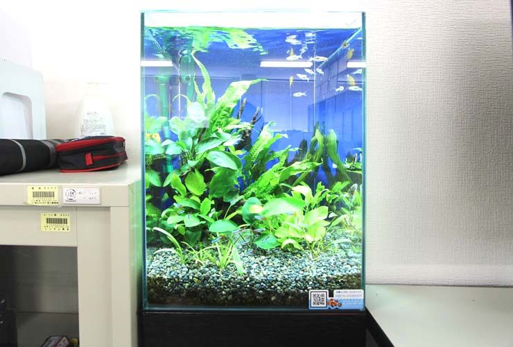 江東区 オフィス事務所 30cm淡水魚水槽 設置事例 水槽画像2