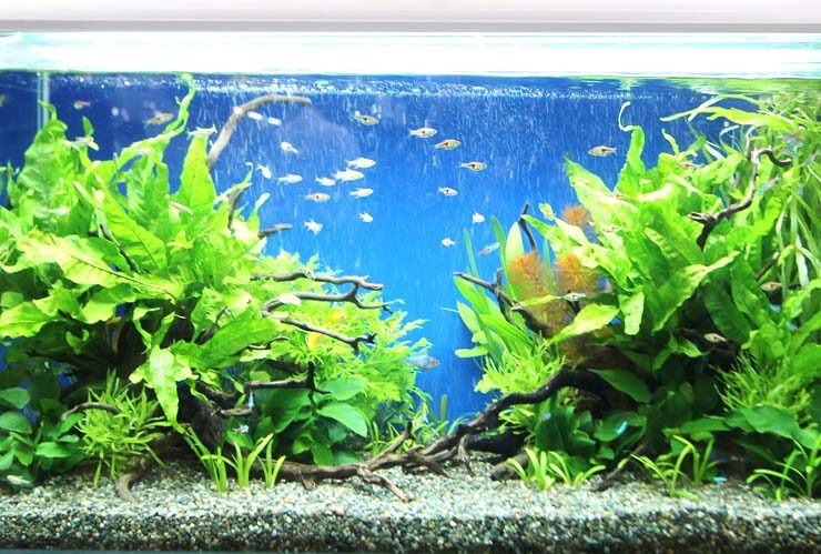 東京ビックサイト　短期イベント 90cm淡水魚水槽設置事例 水槽画像２