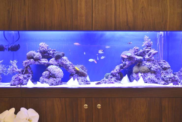 クリニック サンゴ アクアリウム