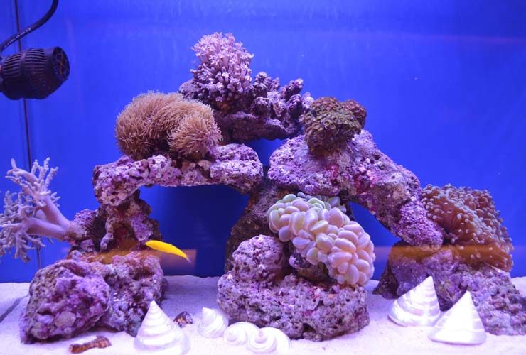 サンゴとライブロックを配置した海水魚水槽のレイアウト