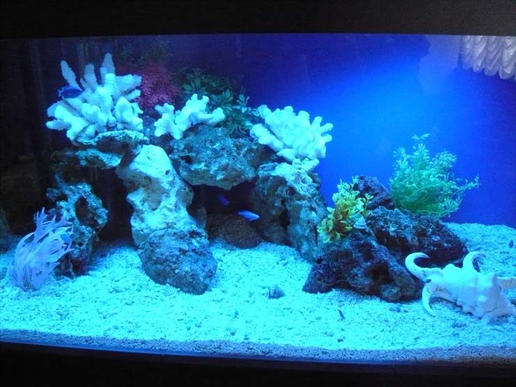 神奈川県横浜市 歯科医院様 90cm海水魚水槽 設置事例 水槽画像3