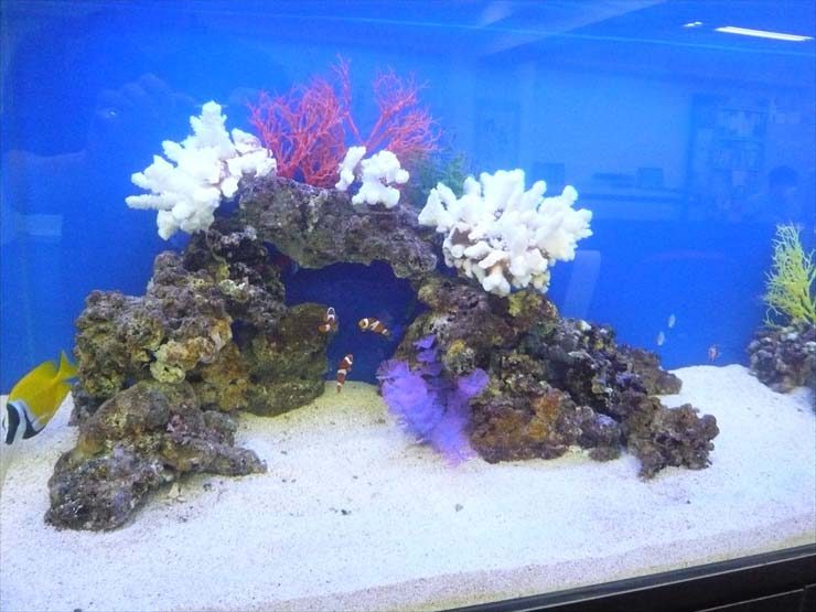 埼玉県川口市 企業様 150cm海水魚水槽 設置事例 水槽画像3
