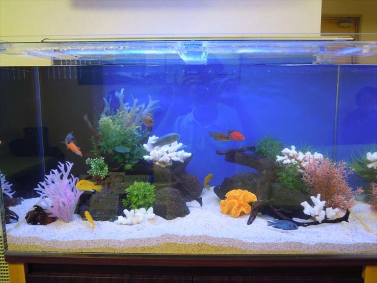 東京都羽村市 病院様 90cm淡水魚水槽 設置事例 水槽画像3