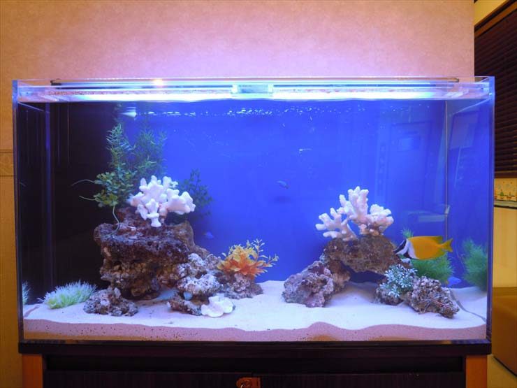 神奈川県茅ケ崎市 小児科様  90cm海水魚水槽  レンタル事例 水槽画像２