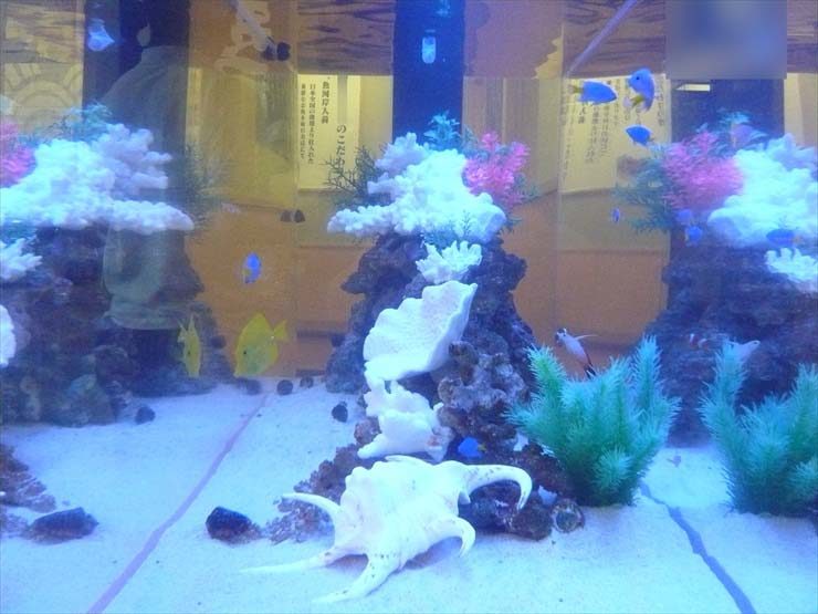 神奈川県海老名市 飲食店様 120cm海水魚水槽 設置事例 水槽画像3