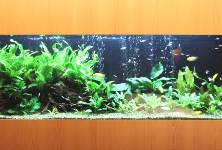 日本料理「魚月」様　150cm淡水魚水槽