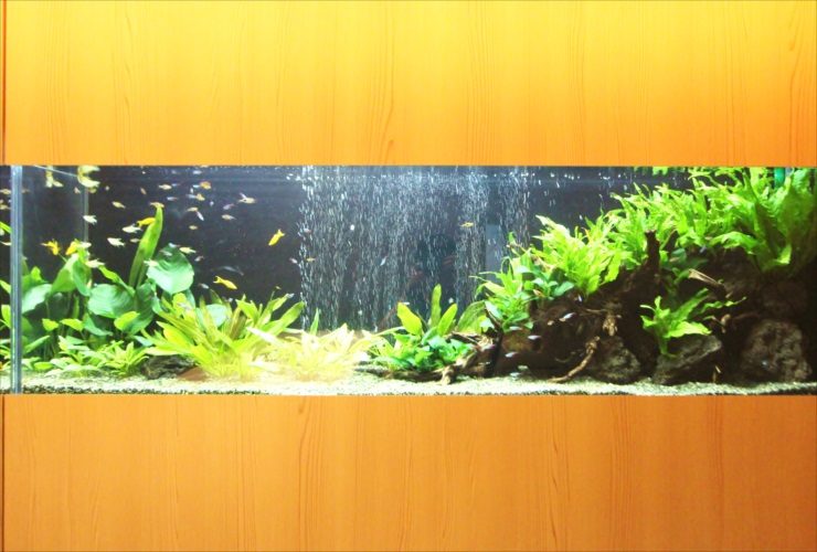 日本料理「魚月」様　150cm淡水魚水槽