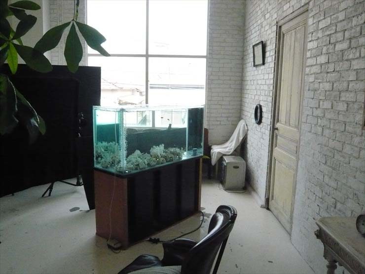 白レンガ壁の部屋に設置された大型の海水魚水槽
