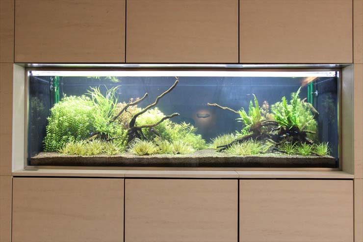 壁面に埋め込まれた流木と水草の大型ネイチャーアクアリウム