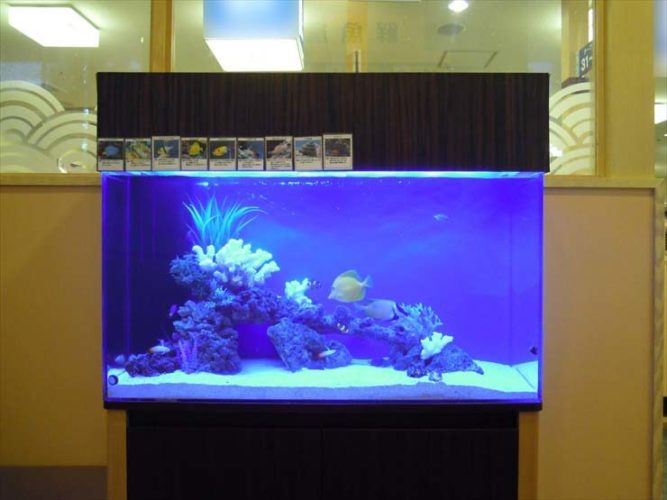 神奈川県海老名市 飲食店様  120cm海水魚水槽  設置事例のサムネイル画像