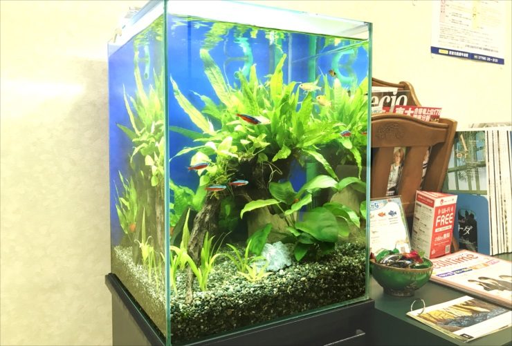 心療内科クリニック　待合室 30m淡水魚水槽　レンタル事例のサムネイル画像