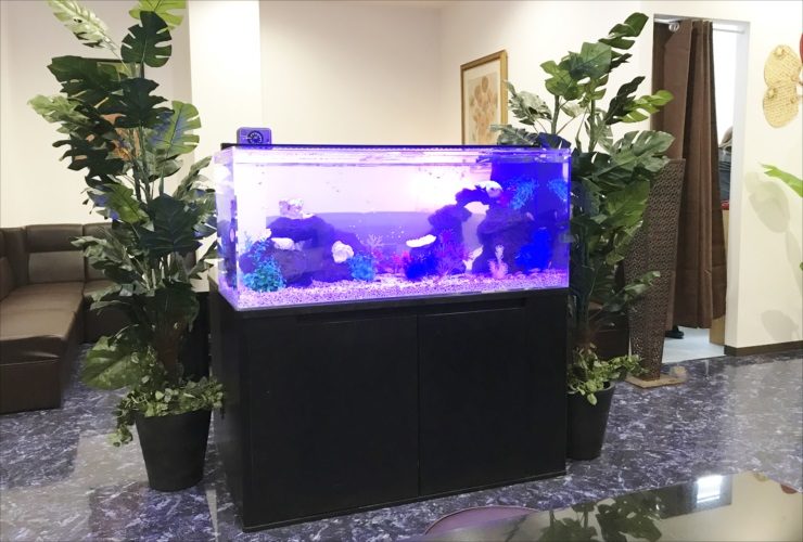 クラブ ラウンジ 120cmシクリッド水槽 レンタル事例 水槽画像1