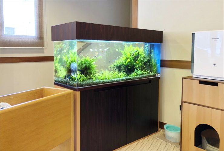 神奈川県湯河原町 老人ホーム 120cm淡水魚水槽レンタル事例　その後のサムネイル画像