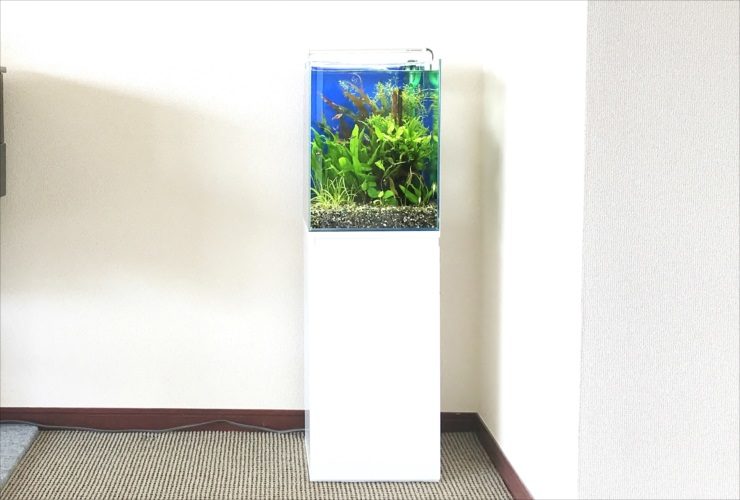大阪市　個人宅リビング 30cm淡水魚水槽　レンタル事例のサムネイル画像