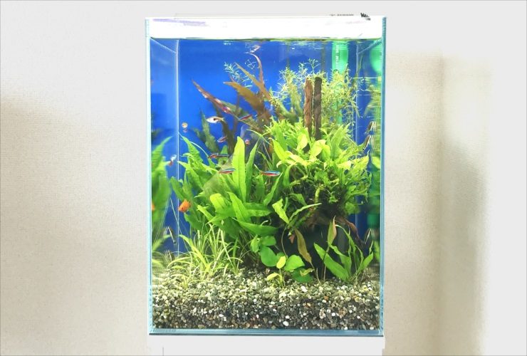 大阪市　個人宅リビング 30cm淡水魚水槽　レンタル事例 水槽画像２