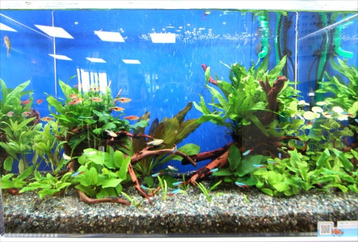 吉祥寺 高齢者センター 60cm淡水魚水槽 販売・メンテナンス事例 水槽画像3