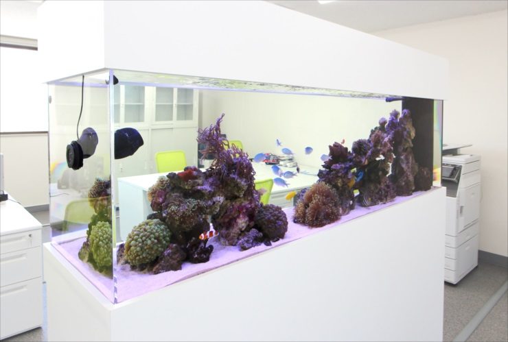 神奈川県　オフィス事務所に設置 大型海水魚水槽　販売・水槽移動事例のサムネイル画像