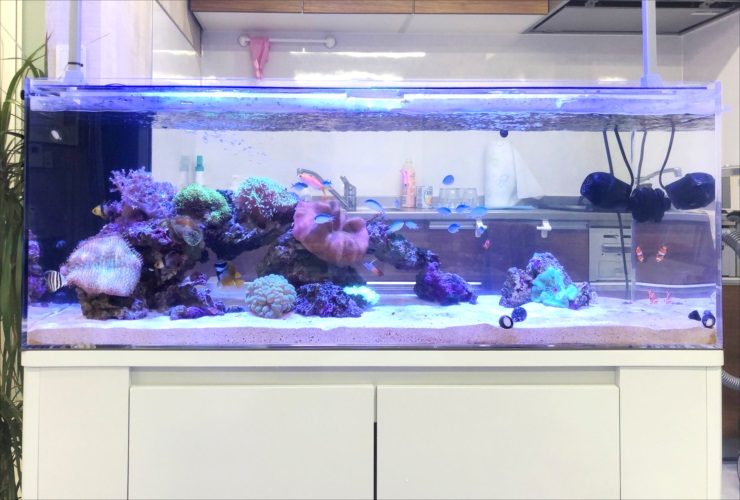 神奈川県 オフィス事務所 120cm海水魚・サンゴ水槽 レンタル事例 水槽画像3