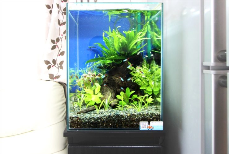 神奈川県　横浜市　個人宅　お試し淡水魚水槽　レンタル事例 水槽画像３