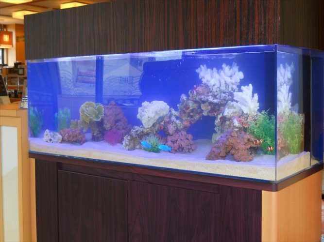 栃木県 飲食店様 120cm海水魚水槽 設置事例のサムネイル画像