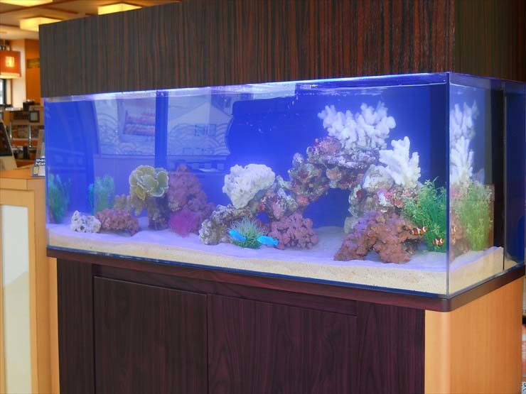 栃木県 飲食店様 120cm海水魚水槽 設置事例 水槽画像1