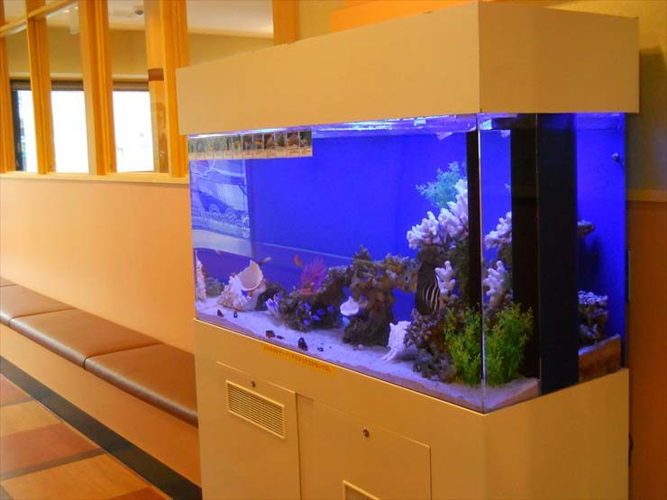 東京都足立区 飲食店様 120cm海水魚水槽 設置事例 水槽画像2