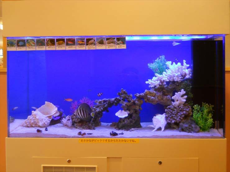 東京都足立区 飲食店様 120cm海水魚水槽 設置事例 水槽画像3