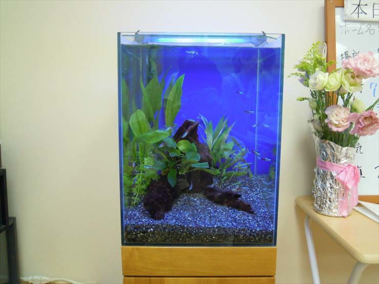 東京都豊島区 施設様 30cm淡水魚水槽 設置事例 水槽画像3
