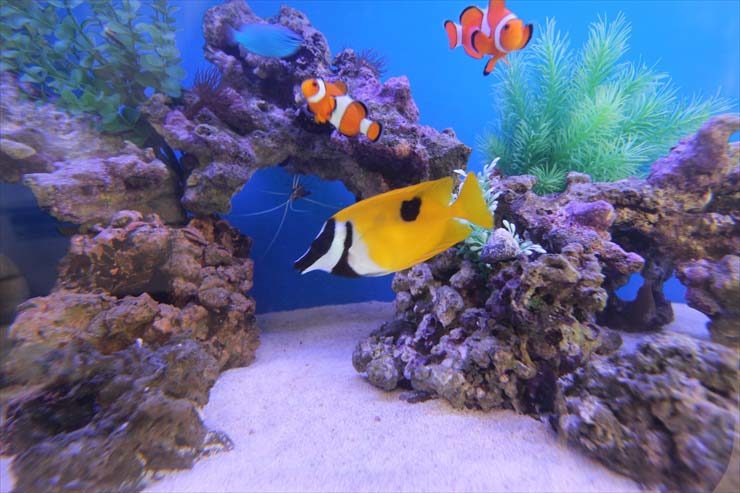 東京都中央区 企業様 120cm海水魚水槽 設置事例 水槽画像3