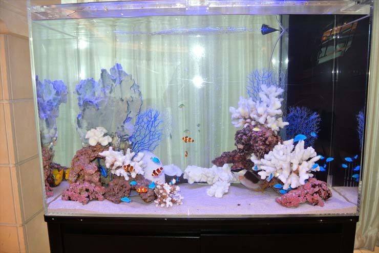 東京都渋谷区 結婚式場様 水槽短期レンタルサービス事例 水槽画像3