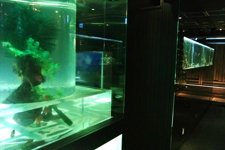 大阪府中央区 飲食店様 水槽設置事例 水槽画像2