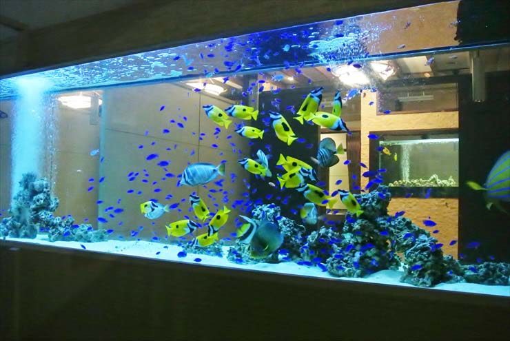 大型海水魚水槽を泳ぐ黄色や青色の熱帯魚の群れ