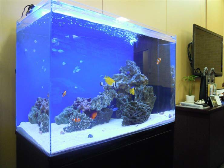 渋谷区 企業様  90cm海水魚水槽  設置事例
