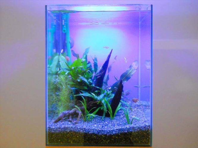 文京区 企業様 30cm淡水魚水槽 設置事例のサムネイル画像