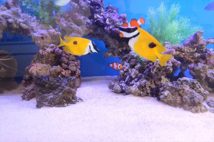 埼玉県さいたま市 施設様 50cm海水魚水槽 設置事例 水槽画像3