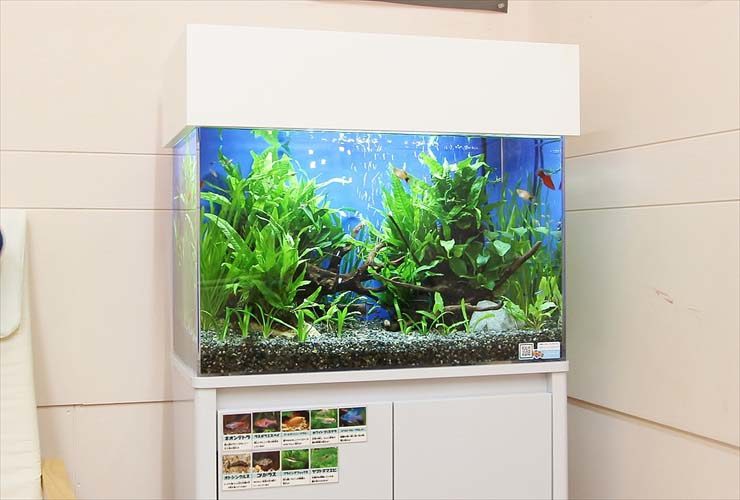 神奈川 歯科クリニック 待合室 60cm淡水魚水槽レンタル事例 水槽画像3