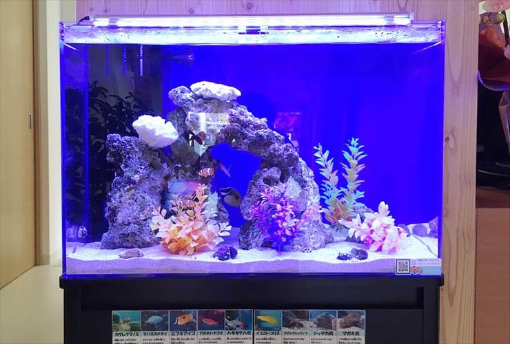 歯科口腔外科クリニック 入口 60cm海水魚水槽 レンタル事例 水槽画像1