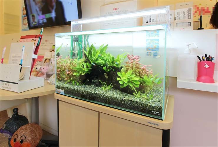 神奈川県　横浜市　歯科クリニック 水槽移設　水槽メンテナンス事例 水槽画像１