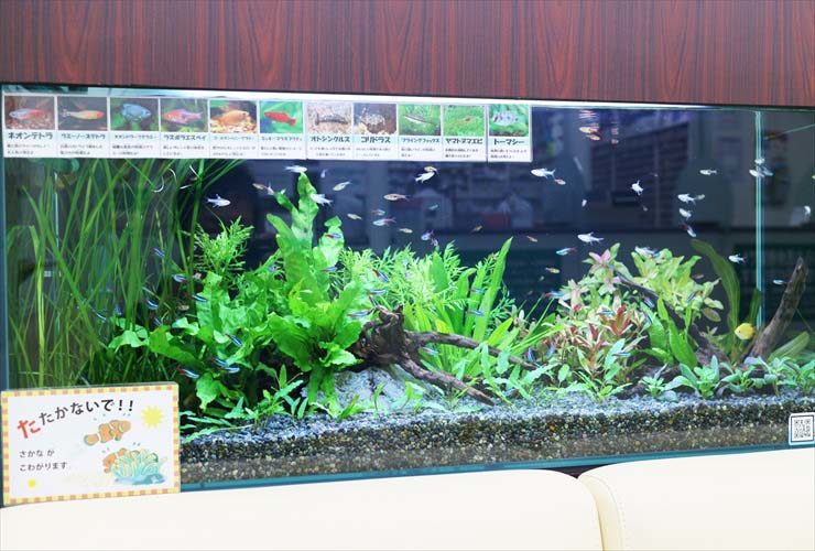 墨田区 薬局の待合室 淡水魚水槽のレイアウトリニューアル事例 水槽画像1