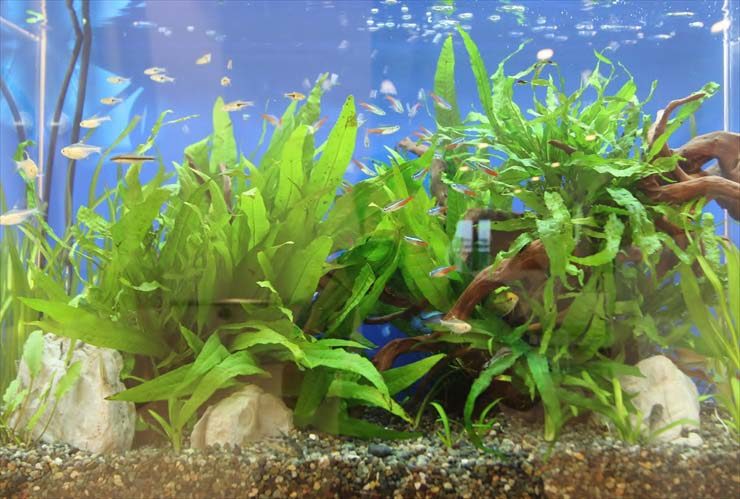 大田区 眼科 待合室 60cm淡水アクアリウム レンタル事例 水槽画像2